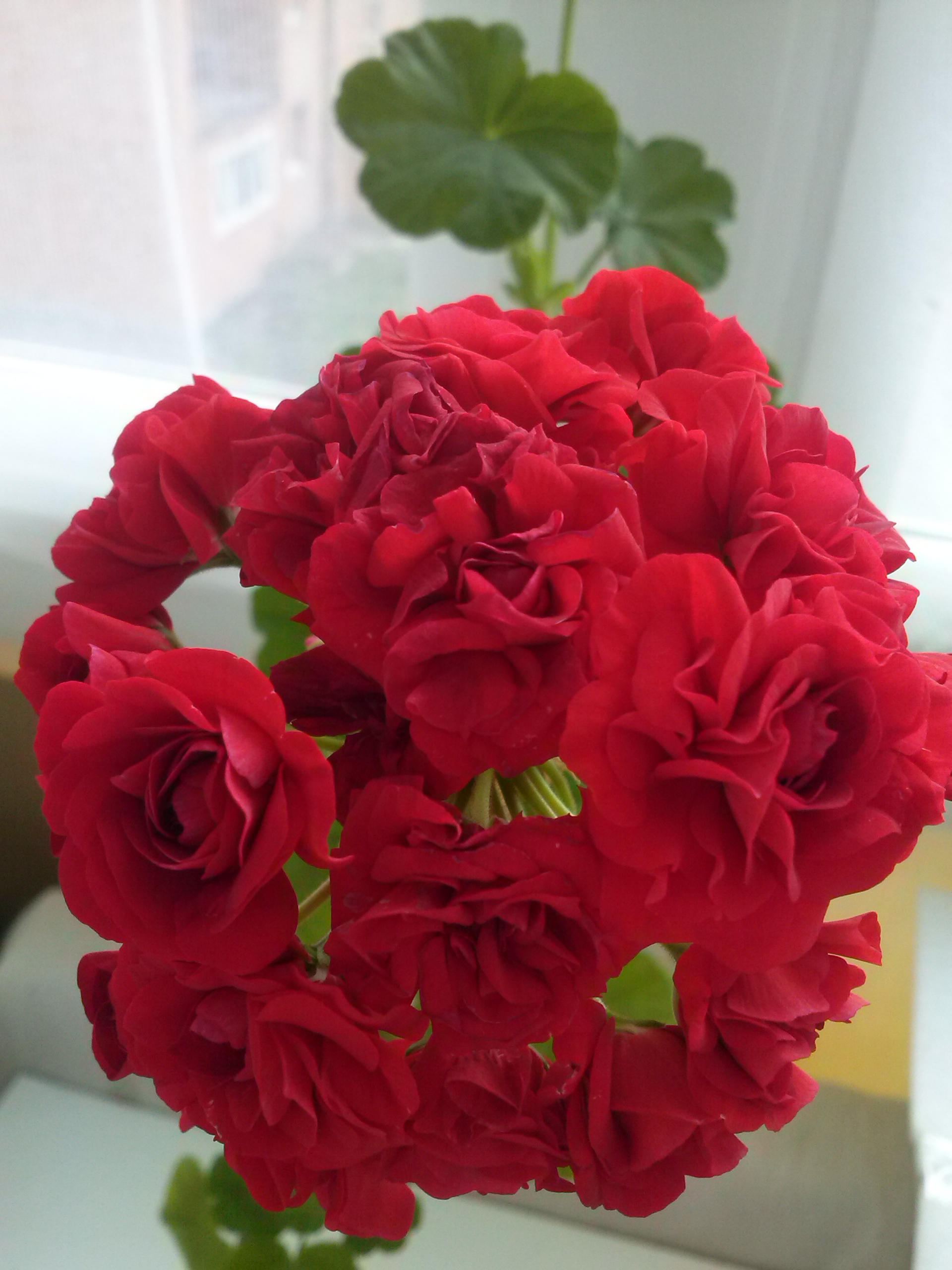 Живые Розы Пеларгония