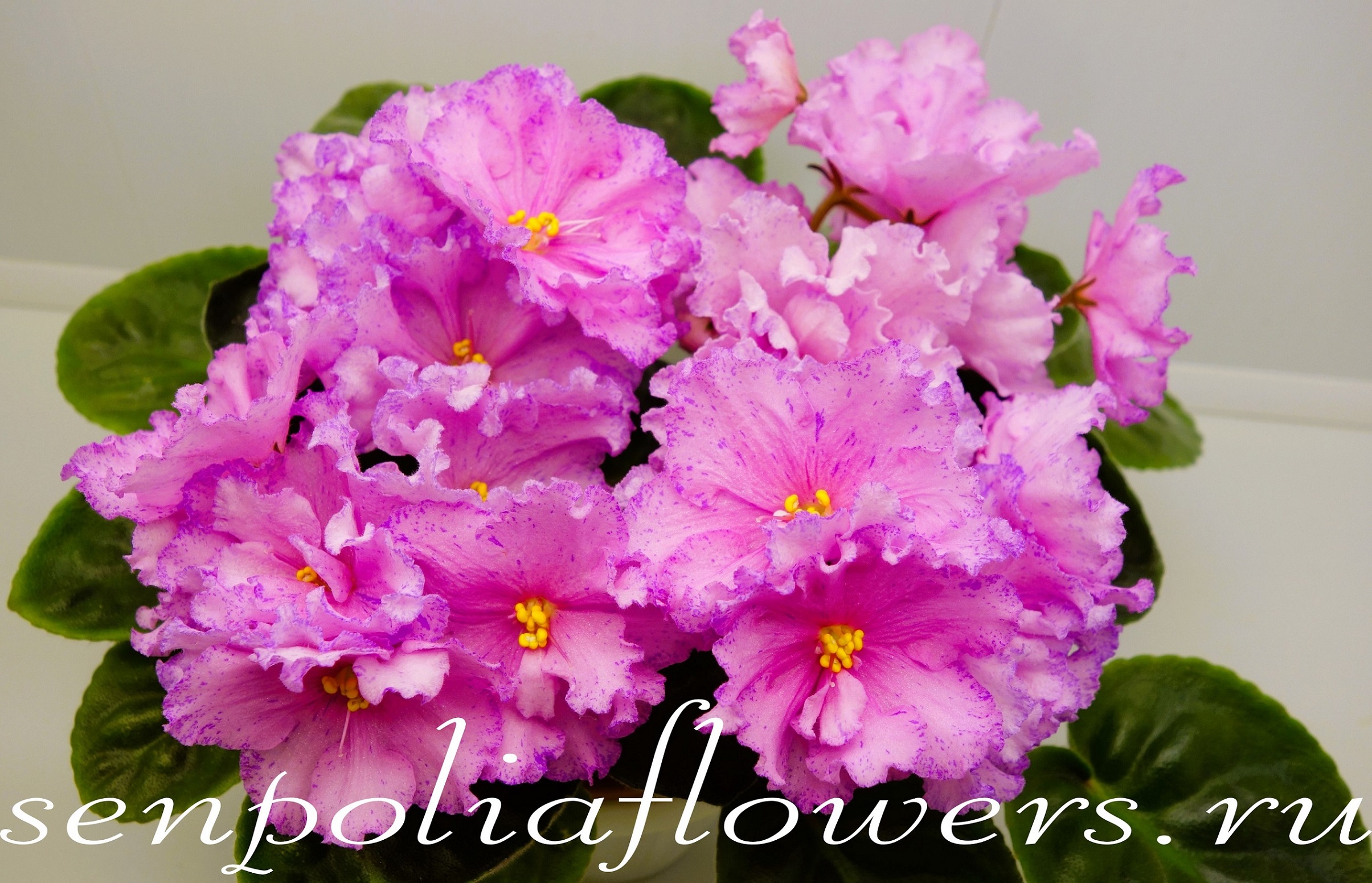 Фиалка ЛЕ-Ханами (Е. Лебецкая)