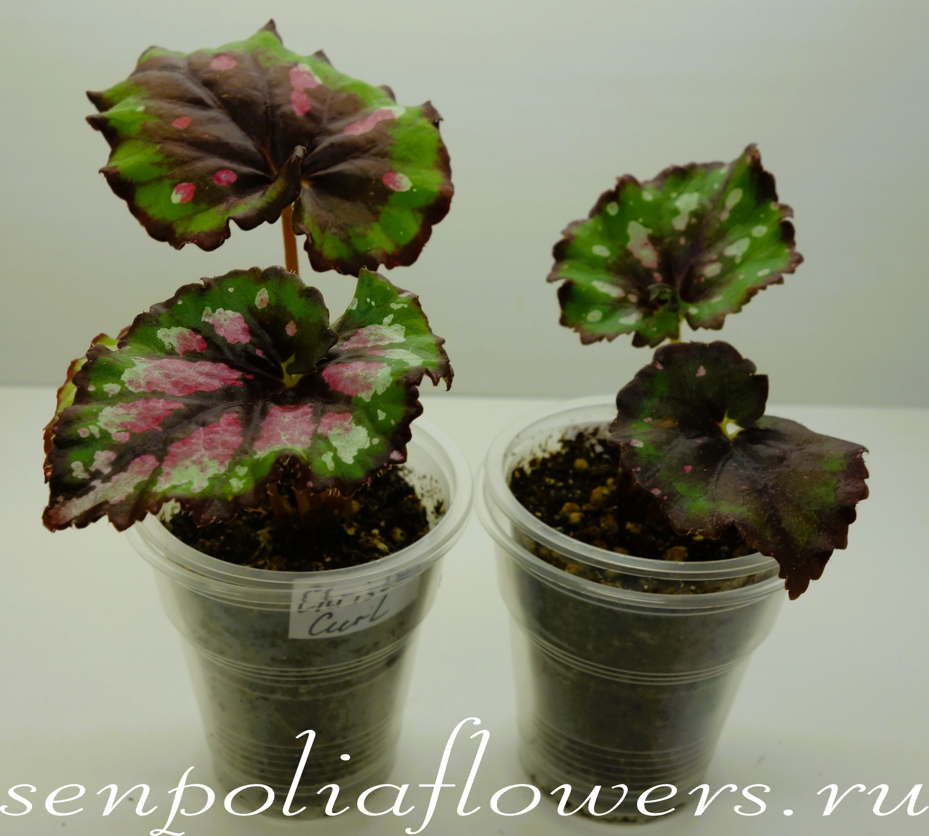 Бегония Christmas Curl