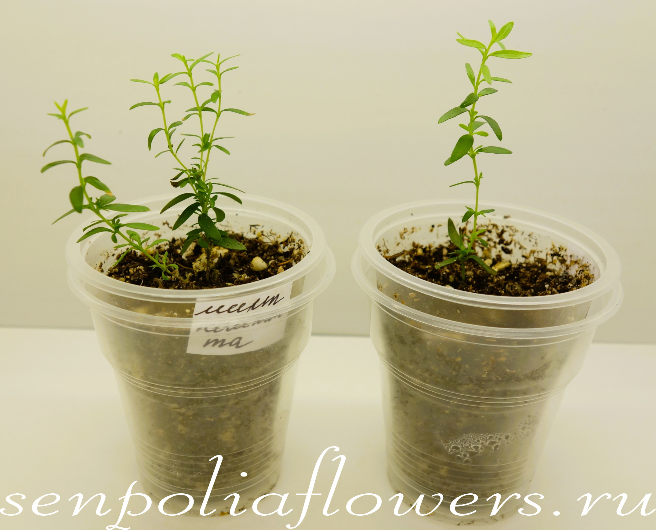 Мирт Компакта