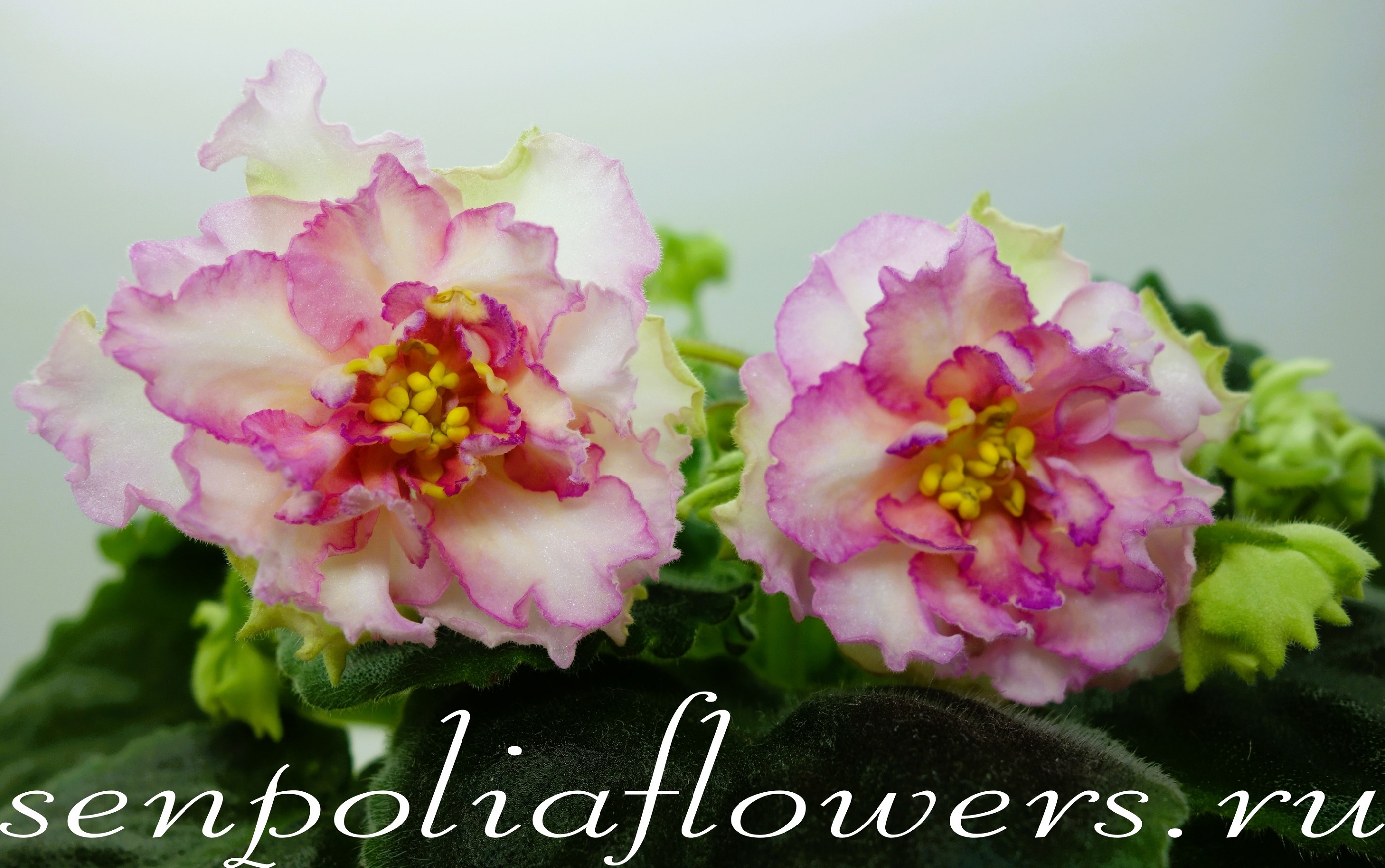 Фиалка АВ-Нарцисс ( Фиалковод) 2019г