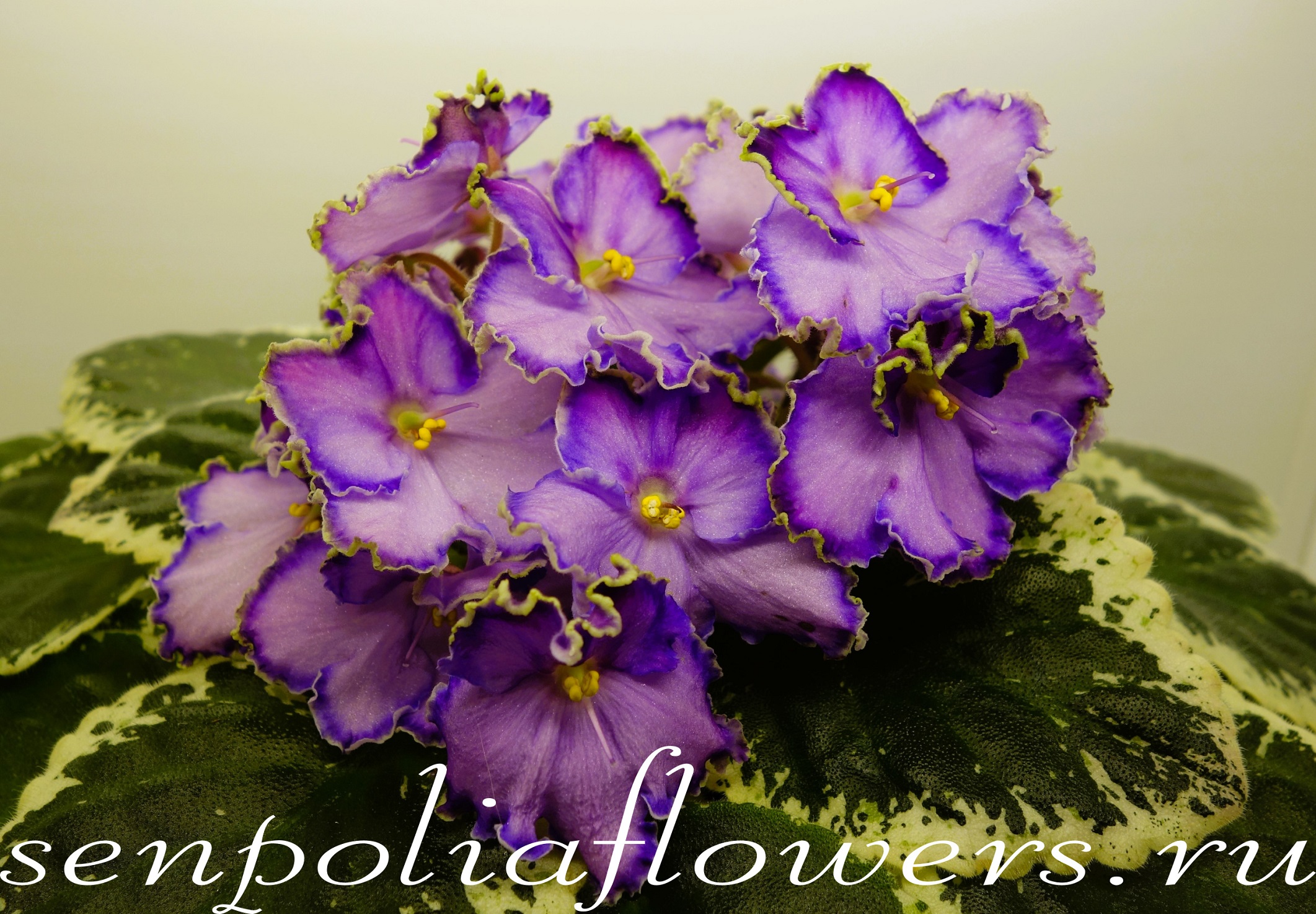 Фиалка ЛЕ-Галатея ( Лебецкая Е)