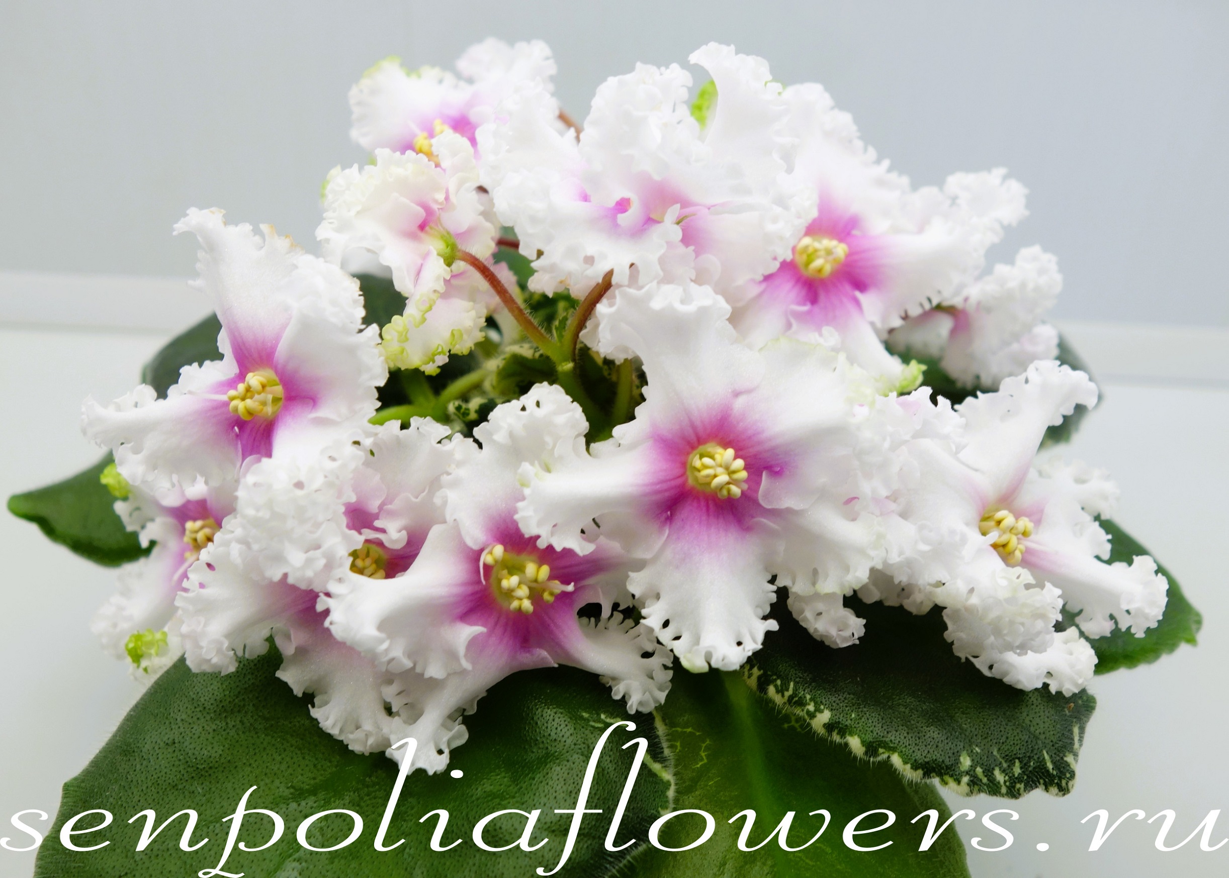 Фиалка Р-Ярило Люкс (Зуб В)