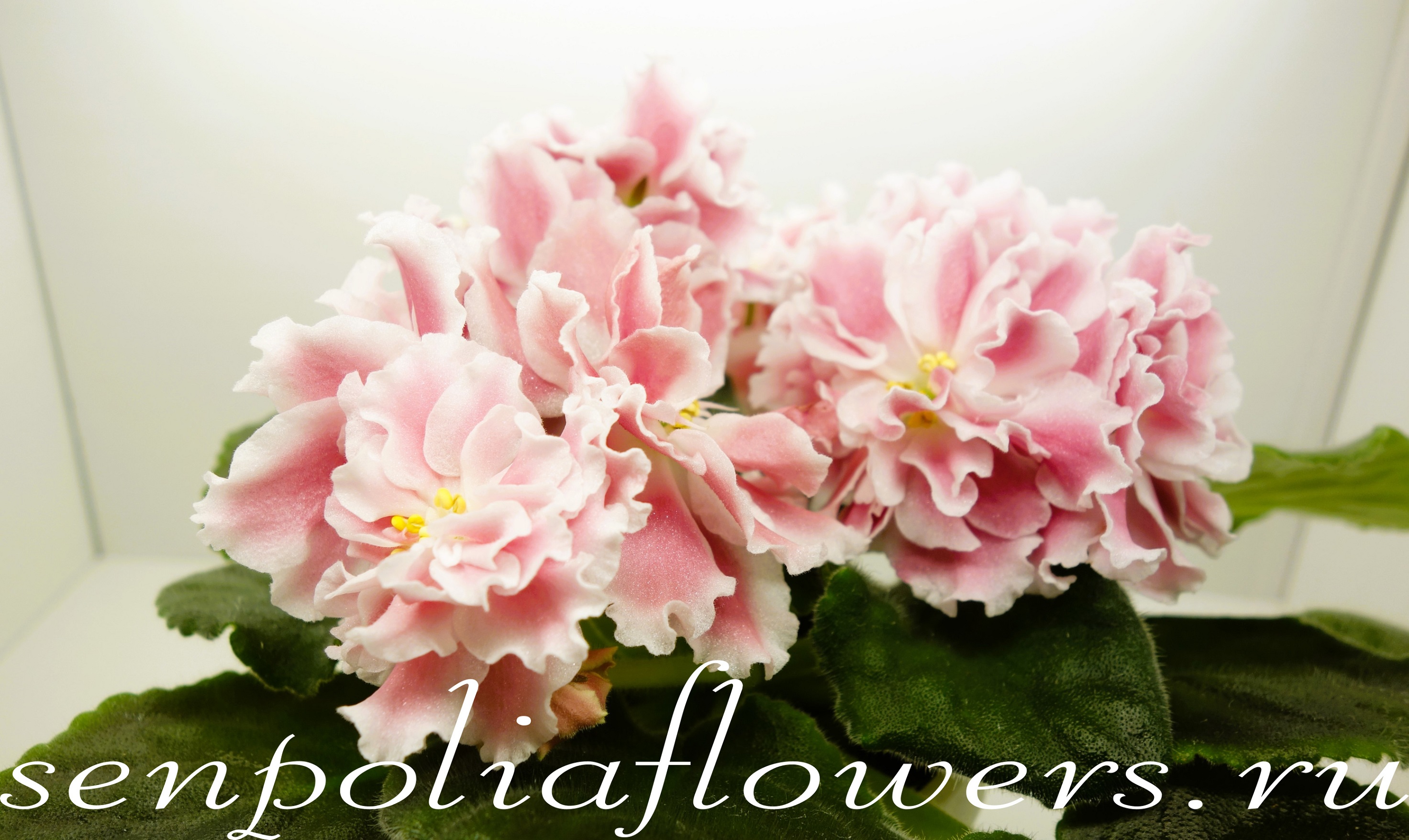 Фиалка ТФ-Кудесница ( Турлетова Т) 2022г