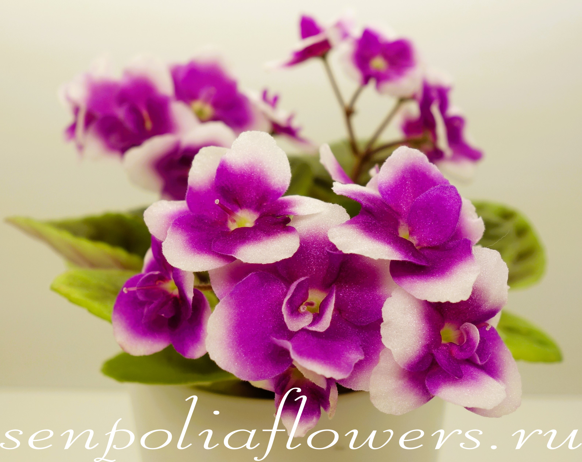 Фиалка Optimara Looxo Glamorous (R.Holtkamp)