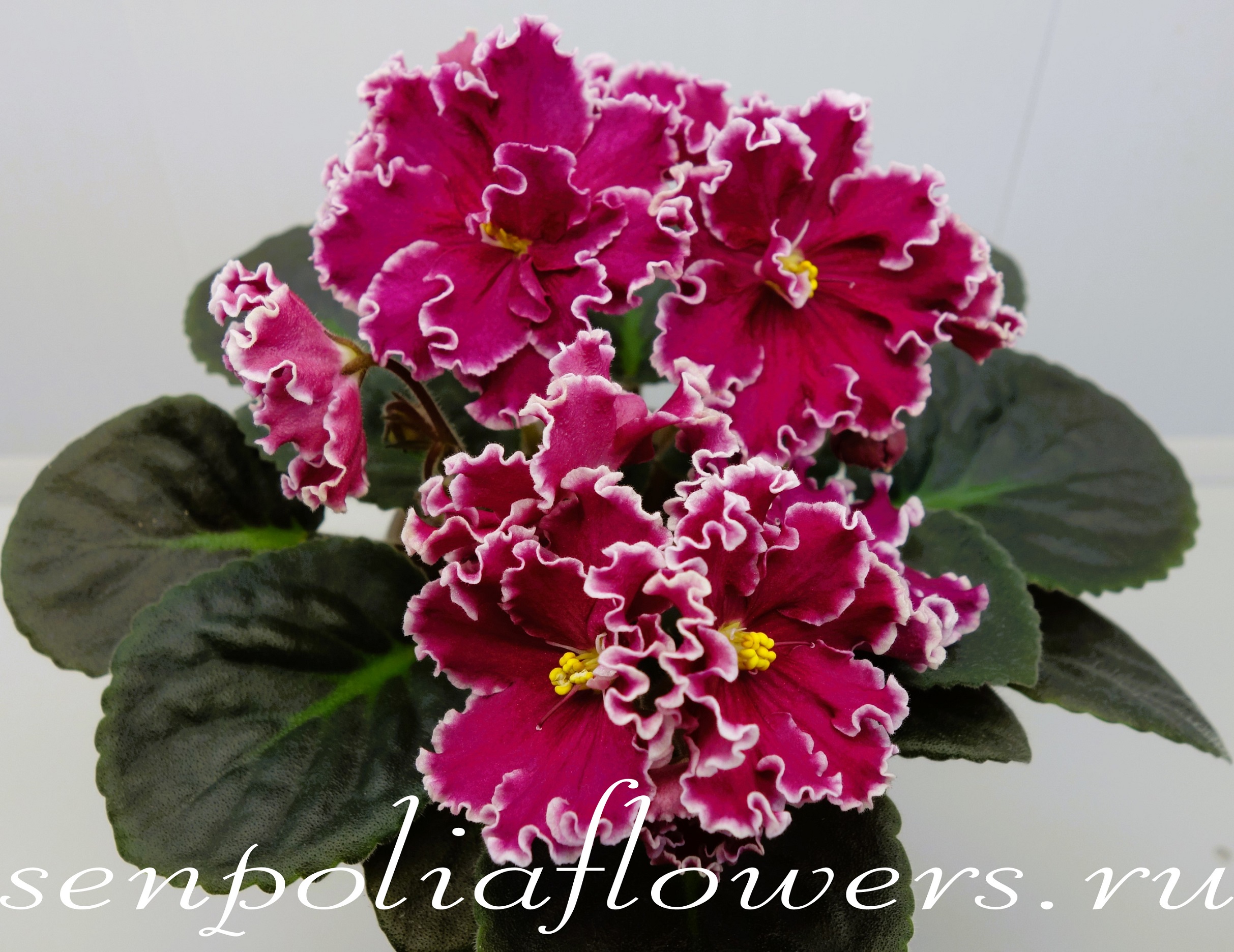 Фиалка ЕК-Кураж ( Коршунова Е)