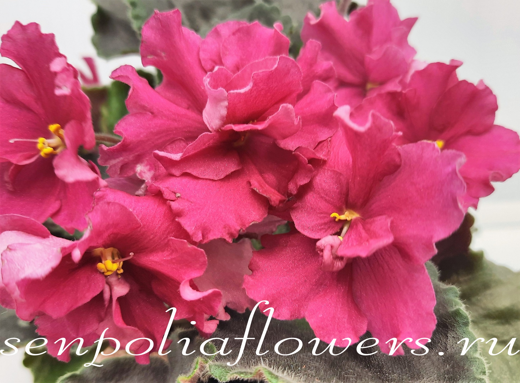 Фиалка Ян-Нарядная ( Пуминова Н)