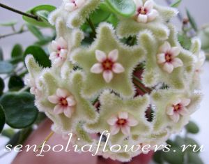Hoya Serpens