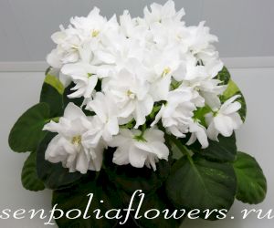 Фиалка ЕК-Светлое Воскресенье (Коршунова Е) 2021г