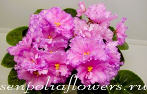 Фиалка ЛЕ-Ханами (Е. Лебецкая)