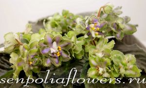 Фиалка АВ-Купорос (Фиалковод)