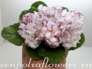 фиалка АВ-Мимими