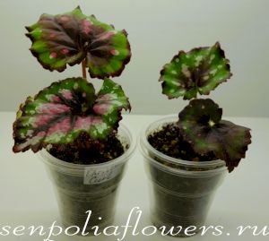 Бегония Christmas Curl