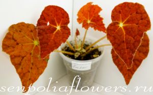 Бегония Autumn Ember 