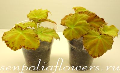 Бегония Amber Love 