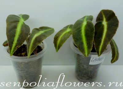 Бегония Listada