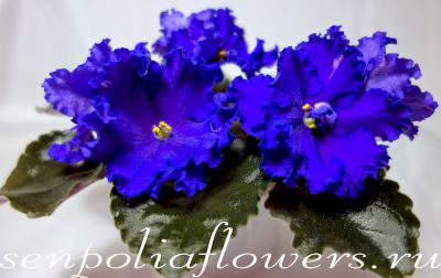 Фиалка НК-Ночной Дозор ( Козак Н)