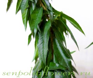 Мирт Персидский 