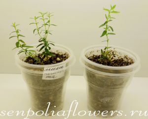 Мирт Компакта