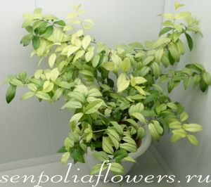 Мирт Сплеш ( лимонная вариегатность)