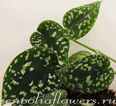 Сциндапсус Tricolor Dark 