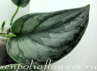 Сциндапсус Curlew 