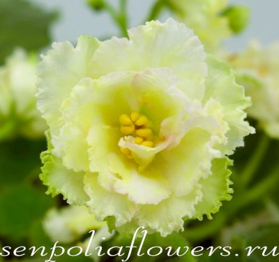 Фиалка АВ-Жёлтая Роза ( Фиалковод ) 2018г