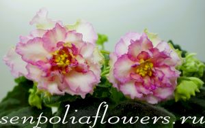 Фиалка АВ-Нарцисс ( Фиалковод) 2019г