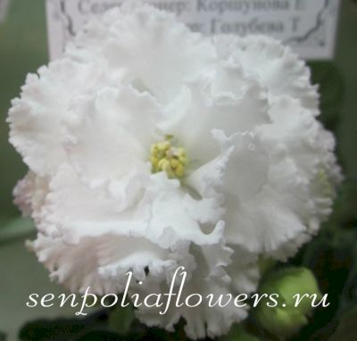 Фиалка ЕК-Сахарная Роза ( Коршунова Е)