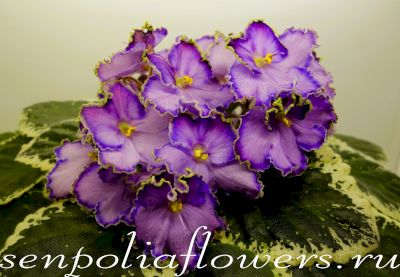 Фиалка ЛЕ-Галатея ( Лебецкая Е)