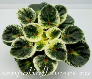 Фиалка Р-Её Парень ( Зуб В.)