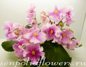 Фиалка Р-Ярило Люкс спорт ( Зуб В)