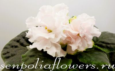 Фиалка ТФ-Крем Брюле ( Фурлетова Т) 2022г