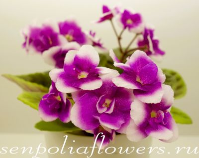 Фиалка Optimara Looxo Glamorous (R.Holtkamp)