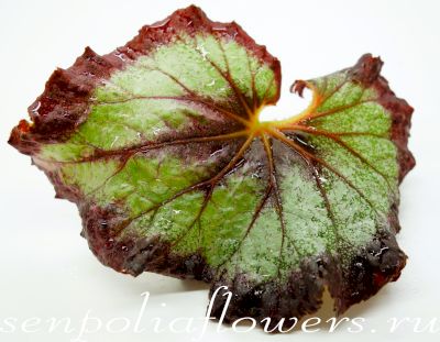 Бегония Hallelujah