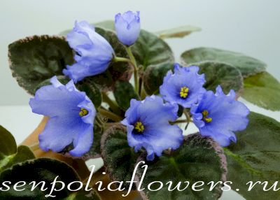 Фиалка ЕК-Берёзовая Русь (Коршунова Е) 2018г