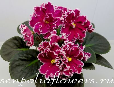 Фиалка ЕК-Кураж ( Коршунова Е)