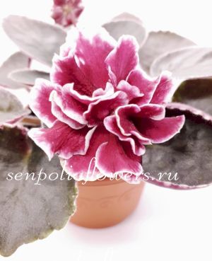 Фиалка ЕК-Розы в Снегу ( Коршунова Е)