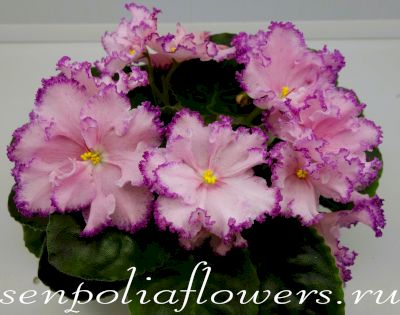 Фиалка ЛЕ-Эстер (Лебецкая Е)