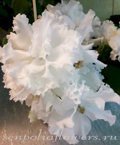 Фиалка НК-Хлопок ( Козак Н) 2016г