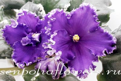 Фиалка РС-Ловелас ( Репкина С)