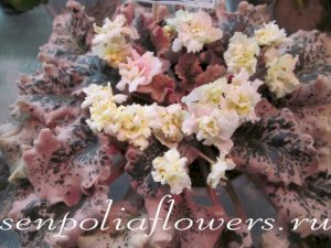 Фиалка Alamo Gold Rush (H. Pittman)