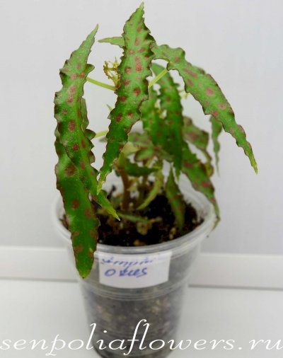 Бегония Amphioxus