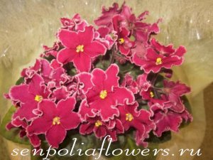 Фиалка Arcturus