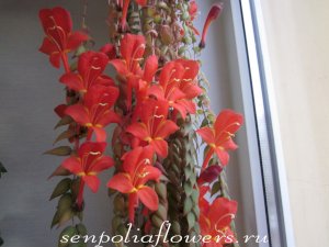 Колумнея Arguta