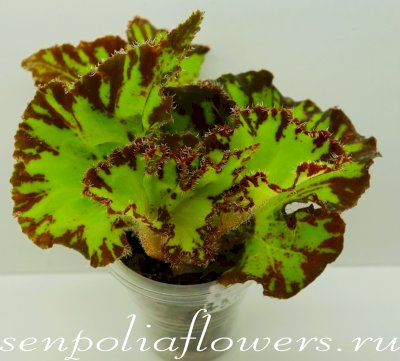 Бегония Baby Dress