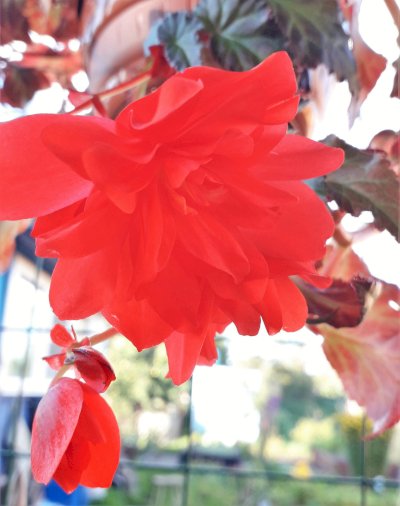 Бегония Ампельная Bellavista Double Red 