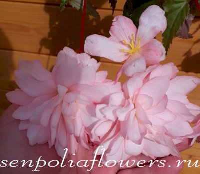 Бегония Ампельная Belleconia Apricot Blush