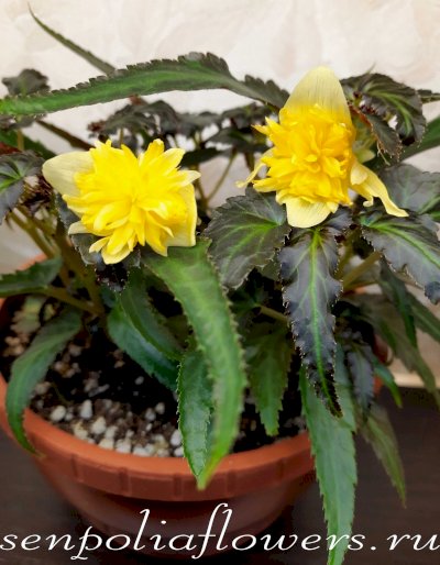 Бегония Ампельная Belleconia Citrus