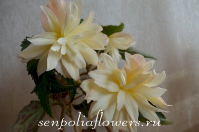 Бегония Ампельная Belleconia Cream